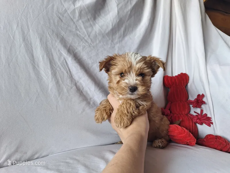 Rolly – Maltese, Yorkshire Terrier puppy for sale in Crawfordsville, IN