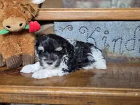 Minnie Mouse, a female Maltese and Poodle - Toy  for sale in Crawfordsville, IN – Photo 9 of 9