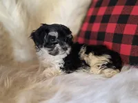 Minnie Mouse, a female Maltese and Poodle - Toy  for sale in Crawfordsville, IN – Photo 8 of 9