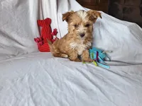 Rolly, a male Maltese and Yorkshire Terrier for sale in Crawfordsville, IN – 9 of 9