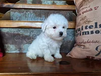 Luna, a female Bichon Frise and Poodle - Toy  for sale in Crawfordsville, IN – Photo 3 of 8