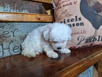 Luna, a female Bichon Frise and Poodle - Toy  for sale in Crawfordsville, IN – Photo 2 of 8