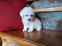 Luna, a female Bichon Frise and Poodle - Toy  for sale in Crawfordsville, IN – Photo 8 of 8