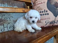Luna, a female Bichon Frise and Poodle - Toy  for sale in Crawfordsville, IN – Photo 6 of 8