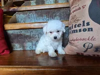 Luna, a female Bichon Frise and Poodle - Toy  for sale in Crawfordsville, IN – Photo 4 of 8