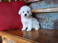 Luna, a female Bichon Frise and Poodle - Toy  for sale in Crawfordsville, IN – Photo 7 of 8