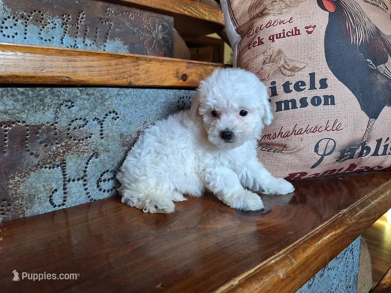Luna – Bichon Frise, Poodle - Toy  puppy for sale in Crawfordsville, IN