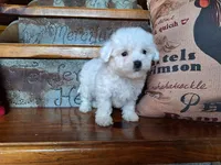 Luna, a female Bichon Frise and Poodle - Toy  for sale in Crawfordsville, IN – Photo 5 of 8