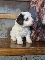Ellie, a female Cockapoo and Cocker Spaniel for sale in Crawfordsville, IN – Photo 4 of 8