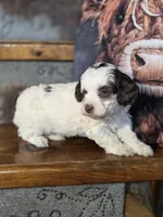 Ellie, a female Cockapoo and Cocker Spaniel for sale in Crawfordsville, IN – Photo 6 of 8