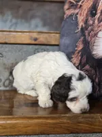 Ellie, a female Cockapoo and Cocker Spaniel for sale in Crawfordsville, IN – Photo 3 of 8