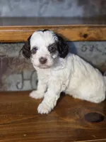 Ellie, a female Cockapoo and Cocker Spaniel for sale in Crawfordsville, IN – Photo 7 of 8