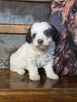 Ellie, a female Cockapoo and Cocker Spaniel for sale in Crawfordsville, IN – Photo 5 of 8