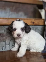 Ellie, a female Cockapoo and Cocker Spaniel for sale in Crawfordsville, IN – Photo 2 of 8