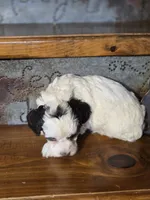 Ellie, a female Cockapoo and Cocker Spaniel for sale in Crawfordsville, IN – Photo 8 of 8