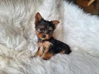 Bambi, a female Yorkshire Terrier for sale in Crawfordsville, IN – Photo 1 of 5