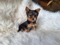 Bambi, a female Yorkshire Terrier for sale in Crawfordsville, IN – Photo 3 of 5