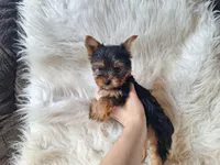 Bambi, a female Yorkshire Terrier for sale in Crawfordsville, IN – Photo 5 of 5