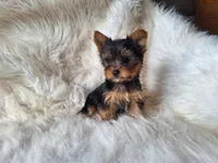 Bambi, a female Yorkshire Terrier for sale in Crawfordsville, IN – Photo 2 of 5