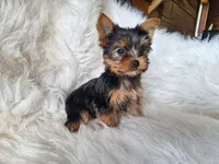 Bambi, a female Yorkshire Terrier for sale in Crawfordsville, IN – Photo 4 of 5