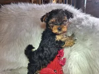 Rocky, a male Maltese and Yorkshire Terrier for sale in Crawfordsville, IN – 3 of 7
