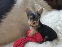 Romeo, a male Yorkshire Terrier for sale in Crawfordsville, IN – 2 of 4