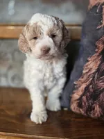 processed/7033d817-b1c3-404e-b0ee-821d867da6a7/listing/a0566cff-b97b-498b-abff-3224e52a7c70/50ccafa4-23a0-44c6-878d-e9a96a2901b0