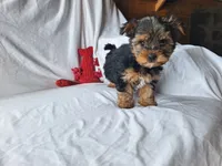 Rocky, a male Maltese and Yorkshire Terrier for sale in Crawfordsville, IN – 6 of 7