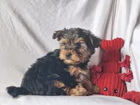 Rocky, a male Maltese and Yorkshire Terrier for sale in Crawfordsville, IN – 7 of 7