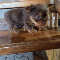 Mocha boy, a male Yorkshire Terrier for sale in Crawfordsville, IN – Photo 2 of 10