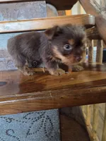 Mocha boy, a male Yorkshire Terrier for sale in Crawfordsville, IN – Photo 2 of 10