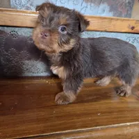 Mocha boy, a male Yorkshire Terrier for sale in Crawfordsville, IN – Photo 6 of 10