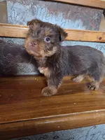 Mocha boy, a male Yorkshire Terrier for sale in Crawfordsville, IN – Photo 6 of 10