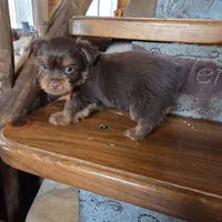 Mocha boy, a male Yorkshire Terrier for sale in Crawfordsville, IN – Photo 5 of 10