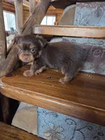 Mocha boy, a male Yorkshire Terrier for sale in Crawfordsville, IN – Photo 5 of 10