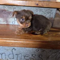 Mocha boy, a male Yorkshire Terrier for sale in Crawfordsville, IN – Photo 3 of 10