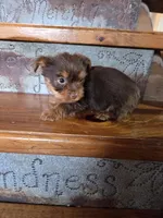 Mocha boy, a male Yorkshire Terrier for sale in Crawfordsville, IN – Photo 3 of 10