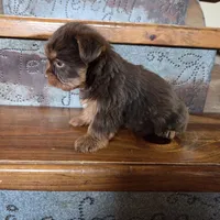 Mocha boy, a male Yorkshire Terrier for sale in Crawfordsville, IN – Photo 8 of 10