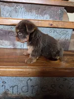 Mocha boy, a male Yorkshire Terrier for sale in Crawfordsville, IN – Photo 8 of 10