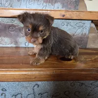 Mocha boy, a male Yorkshire Terrier for sale in Crawfordsville, IN – Photo 9 of 10