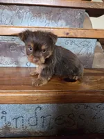 Mocha boy, a male Yorkshire Terrier for sale in Crawfordsville, IN – Photo 9 of 10