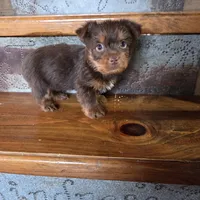 Mocha boy, a male Yorkshire Terrier for sale in Crawfordsville, IN – Photo 4 of 10