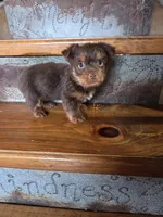 Mocha boy, a male Yorkshire Terrier for sale in Crawfordsville, IN – Photo 4 of 10