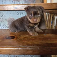 Mocha boy, a male Yorkshire Terrier for sale in Crawfordsville, IN – Photo 1 of 10