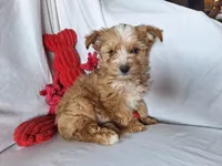 Rolly, a male Maltese and Yorkshire Terrier for sale in Crawfordsville, IN – 4 of 9