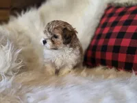 Bonnie, a female Maltese and Poodle - Toy  for sale in Crawfordsville, IN – Photo 4 of 7