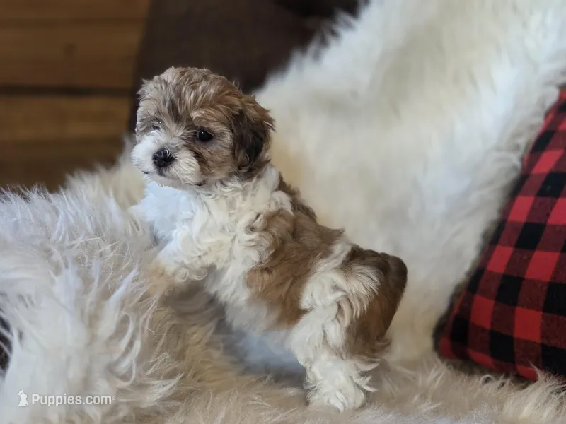 Bonnie – Maltese, Poodle - Toy  puppy for sale in Crawfordsville, IN