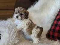 Bonnie, a female Maltese and Poodle - Toy  for sale in Crawfordsville, IN – Photo 1 of 7