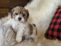 Bonnie, a female Maltese and Poodle - Toy  for sale in Crawfordsville, IN – Photo 3 of 7