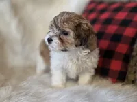 Bonnie, a female Maltese and Poodle - Toy  for sale in Crawfordsville, IN – Photo 5 of 7